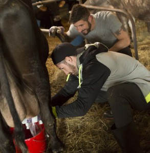 Gino Montani and Jesse Montani milk cows on The Amazing Race Canada 3