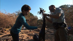 "Good Old Fashioned Spit in the Face"--In Detour A, Logan (left) and Chris (right) must stain and polish a wooden giraffe in order to receive the next clue on THE AMAZING RACE, Friday, Oct. 16 (8:00-9:00 PM, ET/PT) on the CBS Television Network. Photo: CBS ÃÂ©2015 CBS Broadcasting, Inc. All Rights Reserved